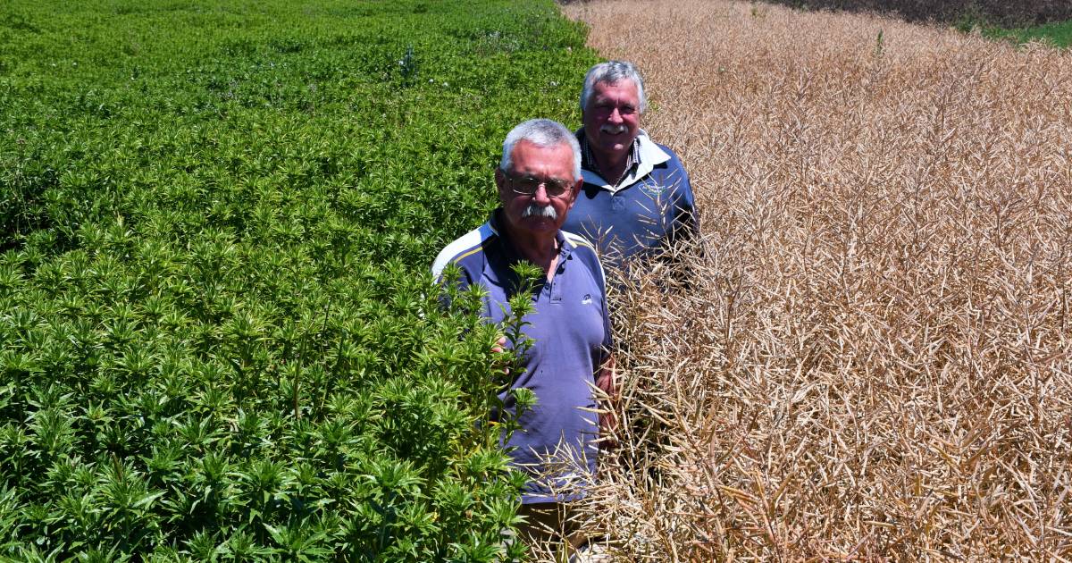 New safflower showing promise in South Australia