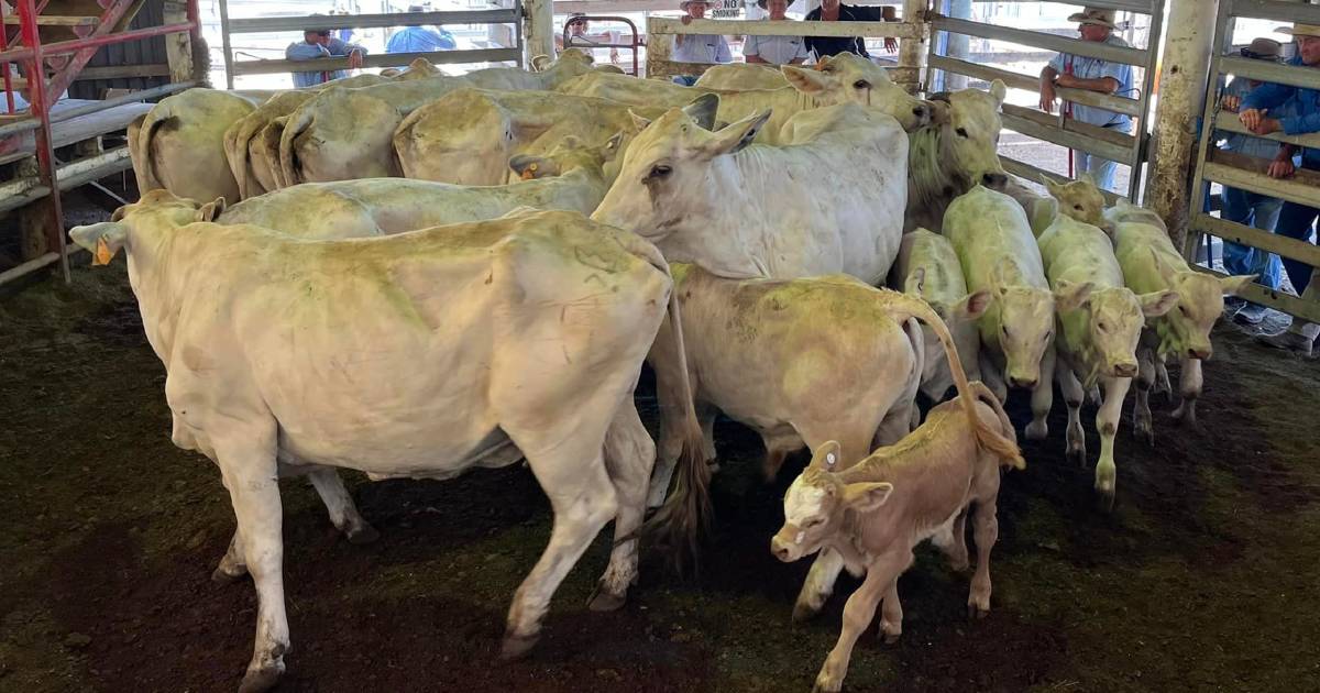 Droughtmaster steers sell for $1680 at Laidley | Queensland Country Life