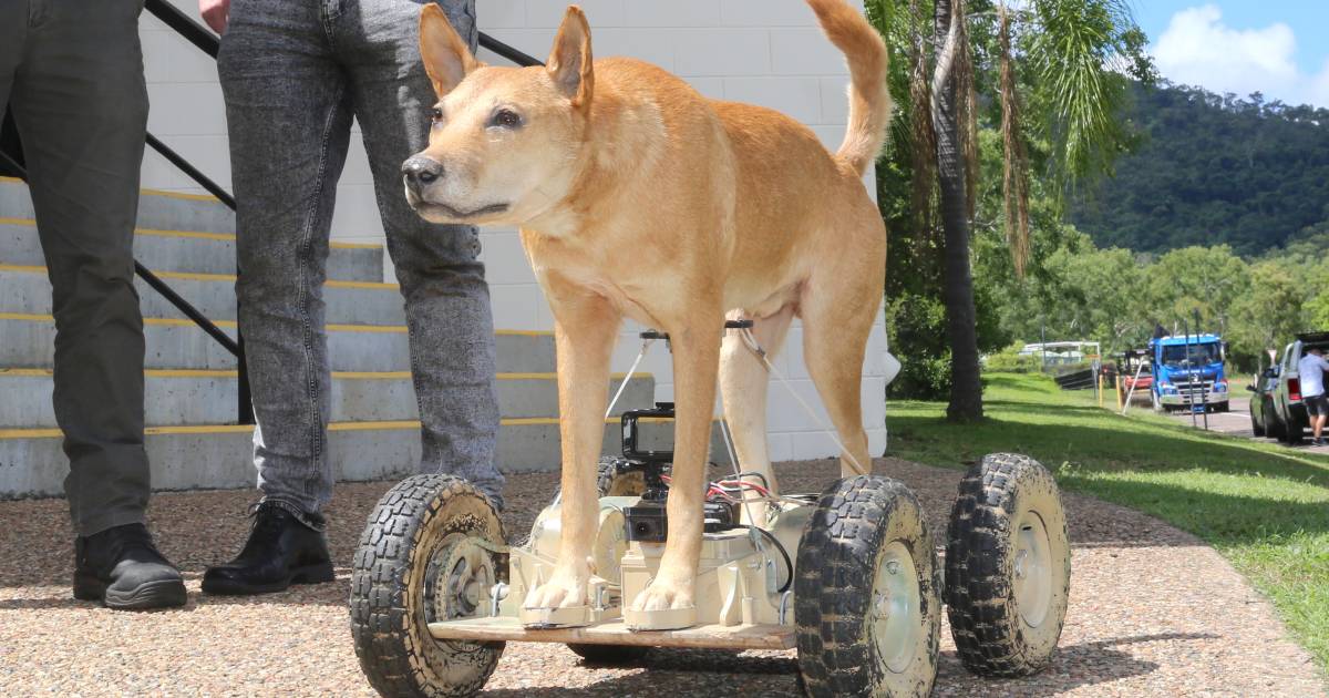 Robot dingo built by James Cook University’s Area 61 for cattle research | Queensland Country Life