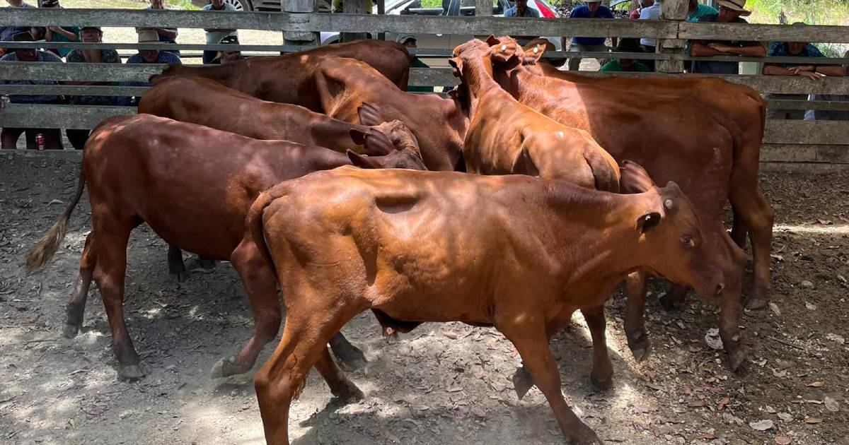 Charolais cross weaner steers sell for $1390 at Eumundi | Queensland Country Life