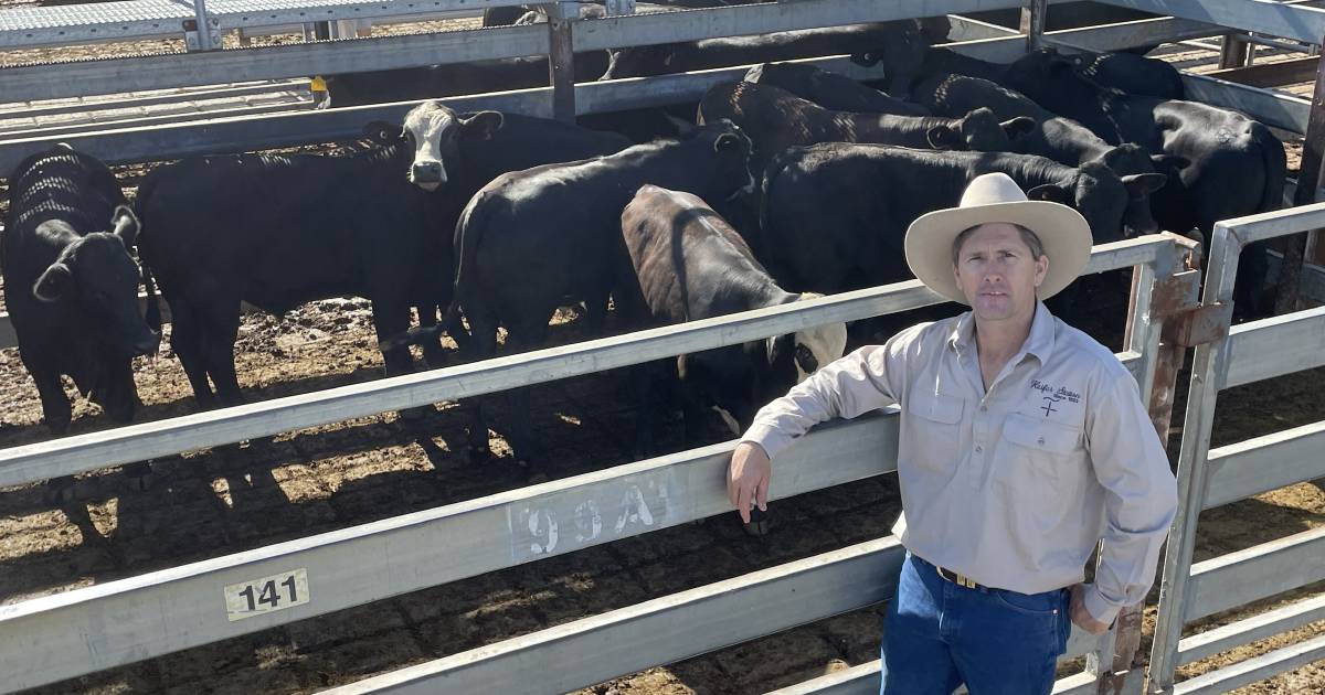 Grafton store cattle sell to softer trend