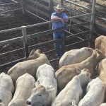 Giant pumpkin growers weigh-in for biggest cucurbit trophy at Kyogle as mentor of the sport claims victory – again! | The Land