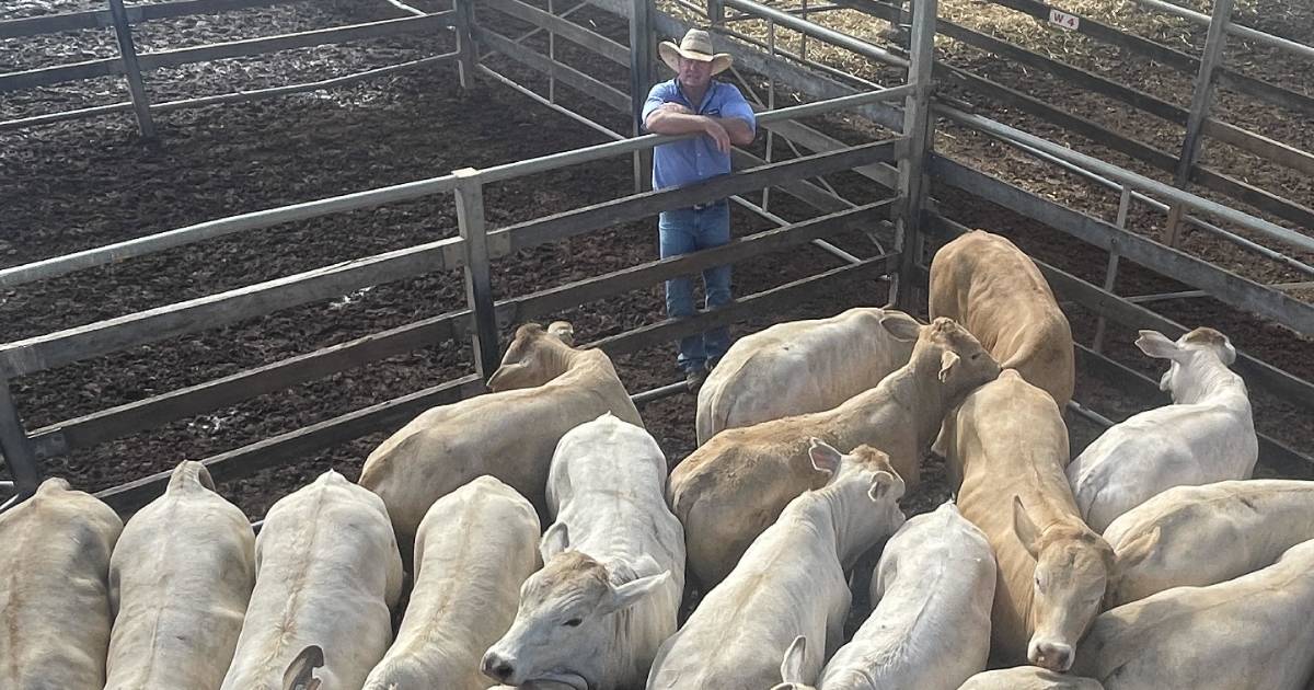 Feeder steers firm at Roma