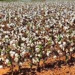 Merinos survive wet at Crookwell