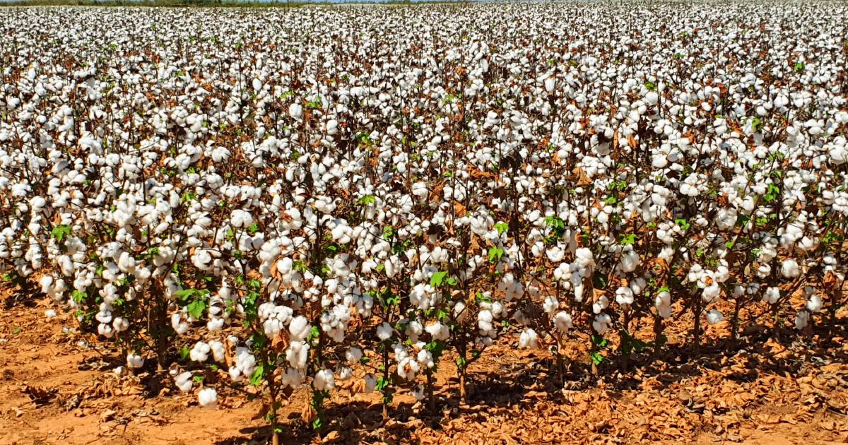 NT cotton gin to be bigger than first planned