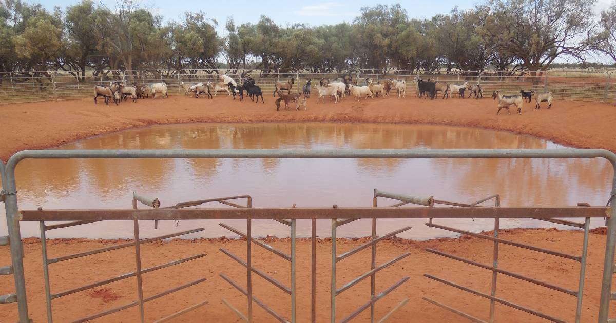 Pastoralists’ Association of West Darling says goat tags will see industry exodus | The Land