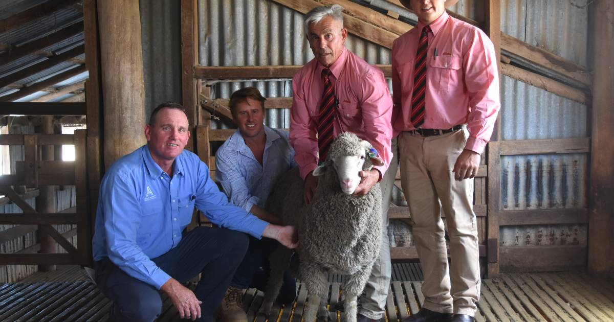 Yalgoo’s 34th Merino Ram Sale averages $3,292 | The Land