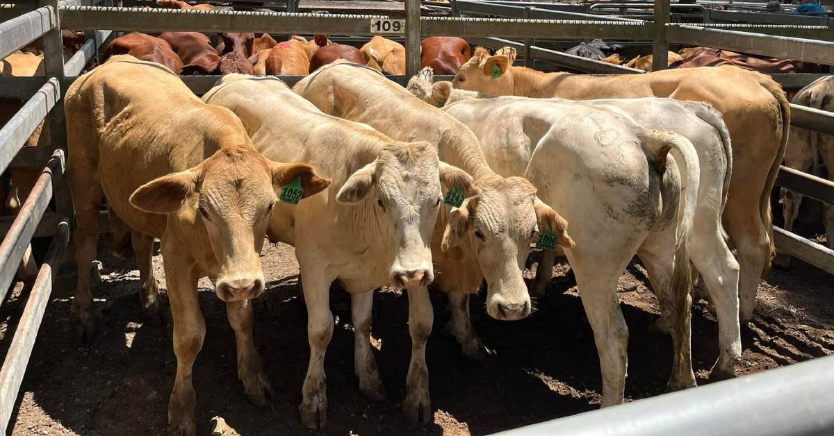 Euro weaner steers sell for $1450, heifers $1080 at Woodford | Queensland Country Life