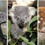 Eight endangered animals that may be living on your farm | Queensland Country Life