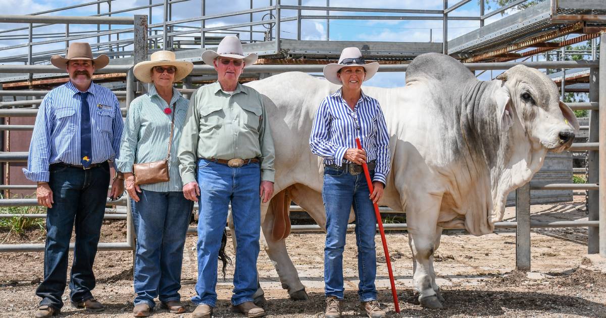 Big Country agents delighted with sale quality | Queensland Country Life