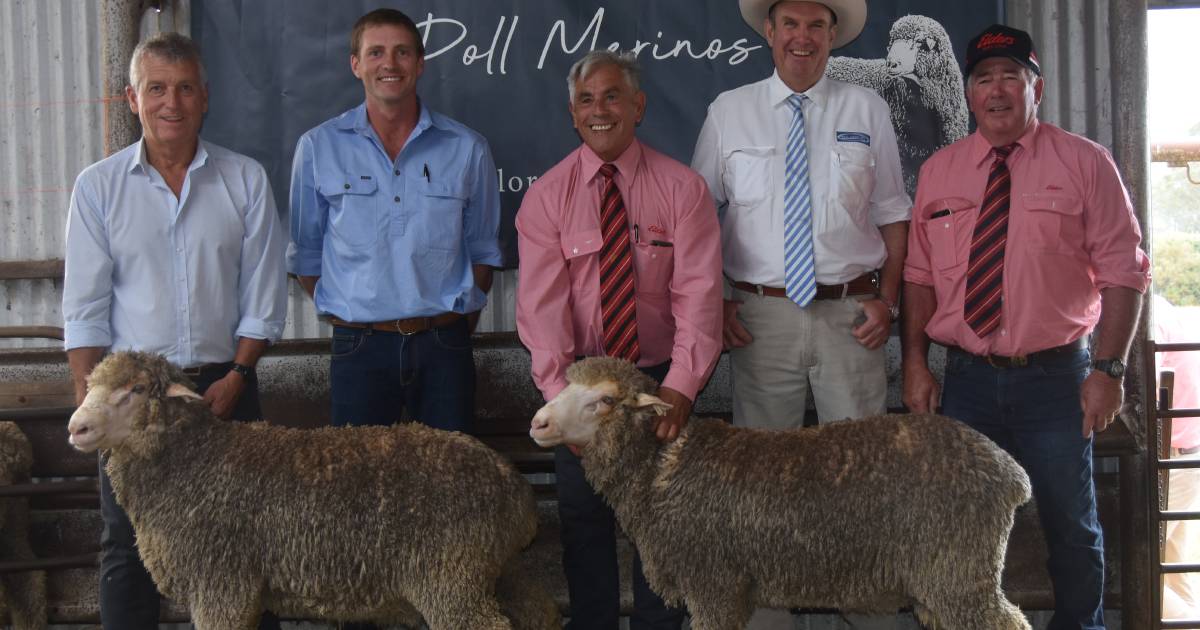 Lorelmo Poll Merino Sell $8,000 Top Into South Australia