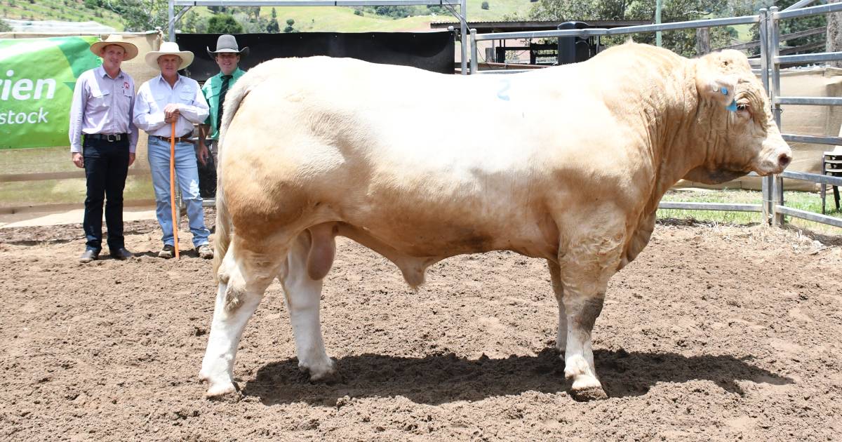 Charolais in demand at Queensland's first bull sale for 2023