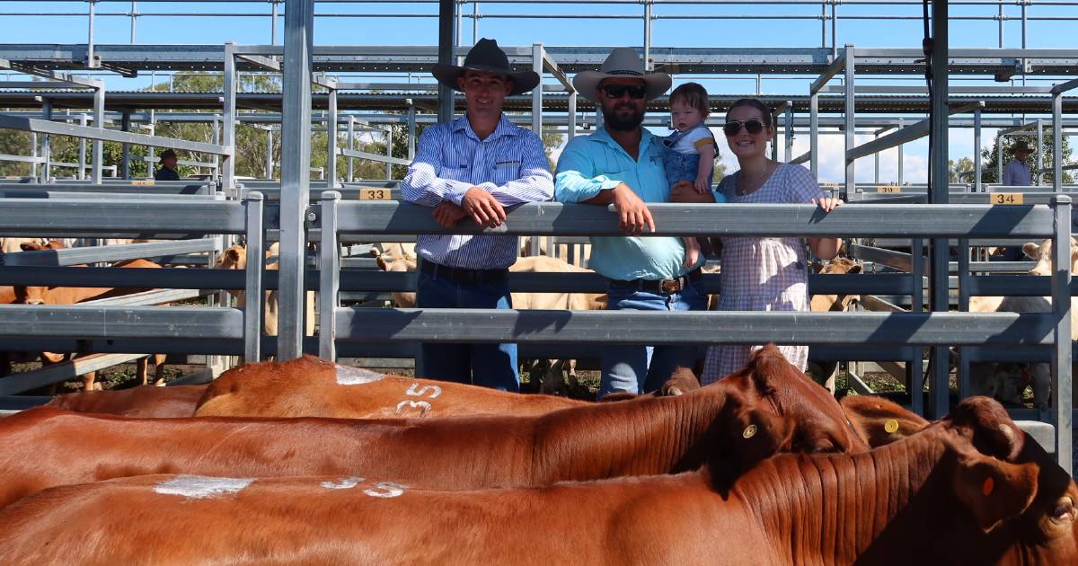 Charbray steers hit $1850 at Beaudesert | Queensland Country Life