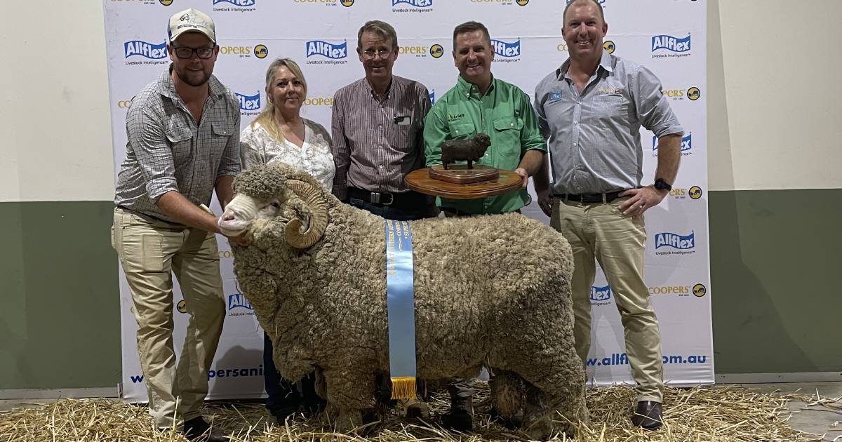 Bocoble, Hollow Mount share Merino honours in Canberra