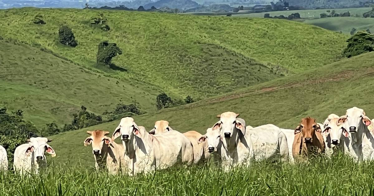 Early wet prompts online offerings on the Atherton Tablelands