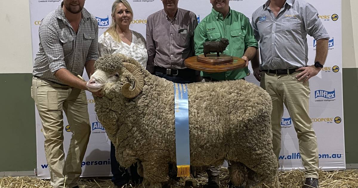 Merino ram from Bocoble supreme at 2023 GSSM