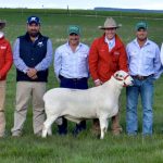 Day 1 at ANZ Crookwell Merino ewe comp| Photos