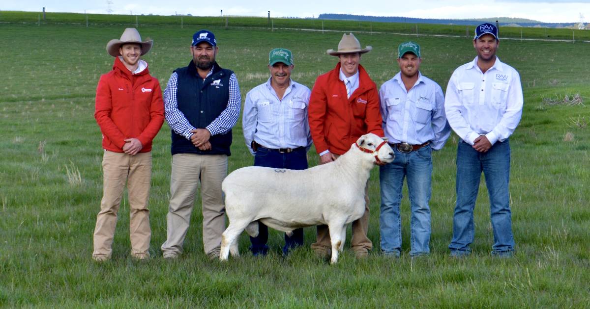 Top 25 terminal and maternal sheep breed ram sale averages in NSW for 2022