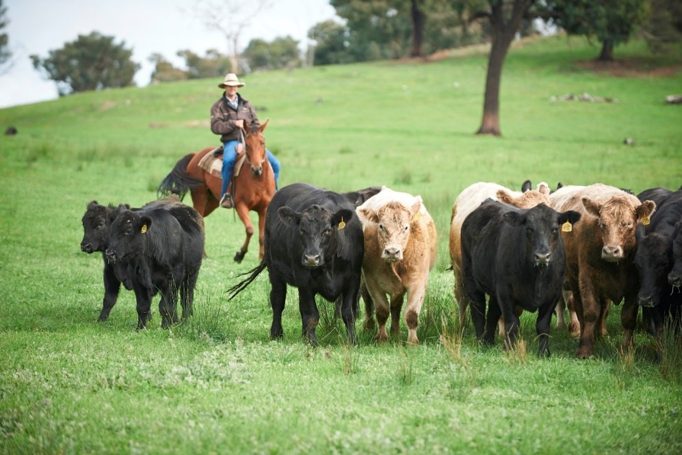 Let’s celebrate red meat’s sustainability success story: Jason Strong