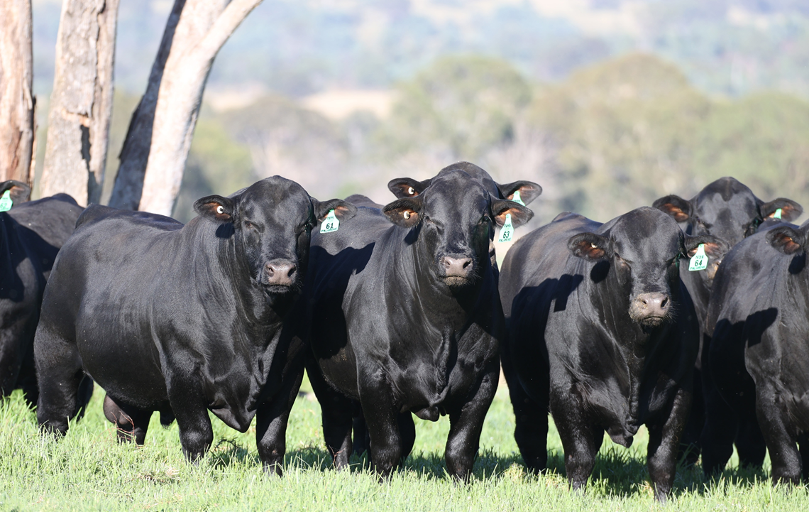 Bull breeders first to embrace new Immune Ready vaccination platform