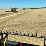 Troops rally to pick South Burnett grapes after 'big surprise'