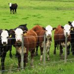 Cattle care tips when the temperature drops well below freezing