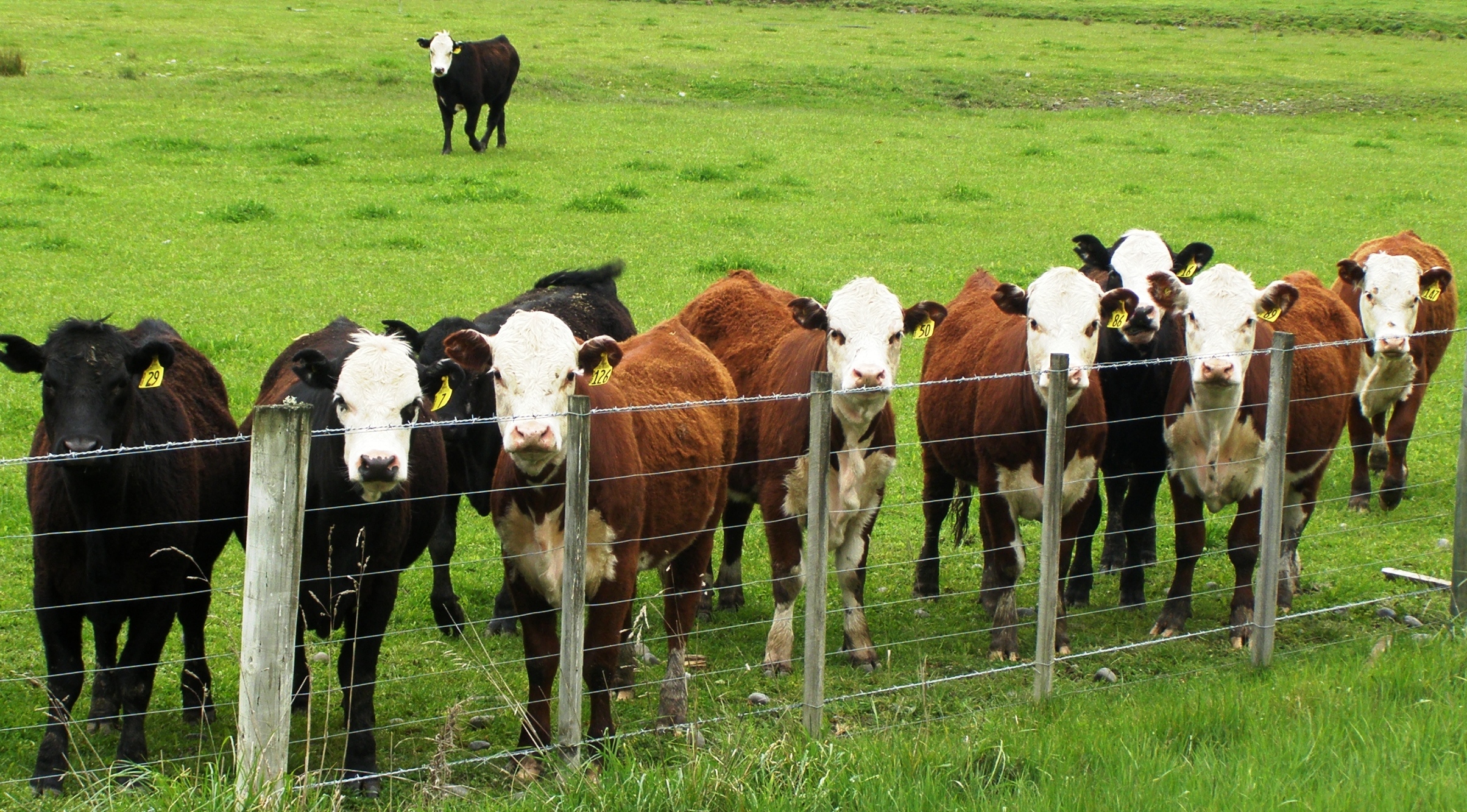 Forum Reaffirms Beef Industry’s Commitment to Sustainable Future