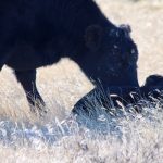 A new year for cattle and beef markets