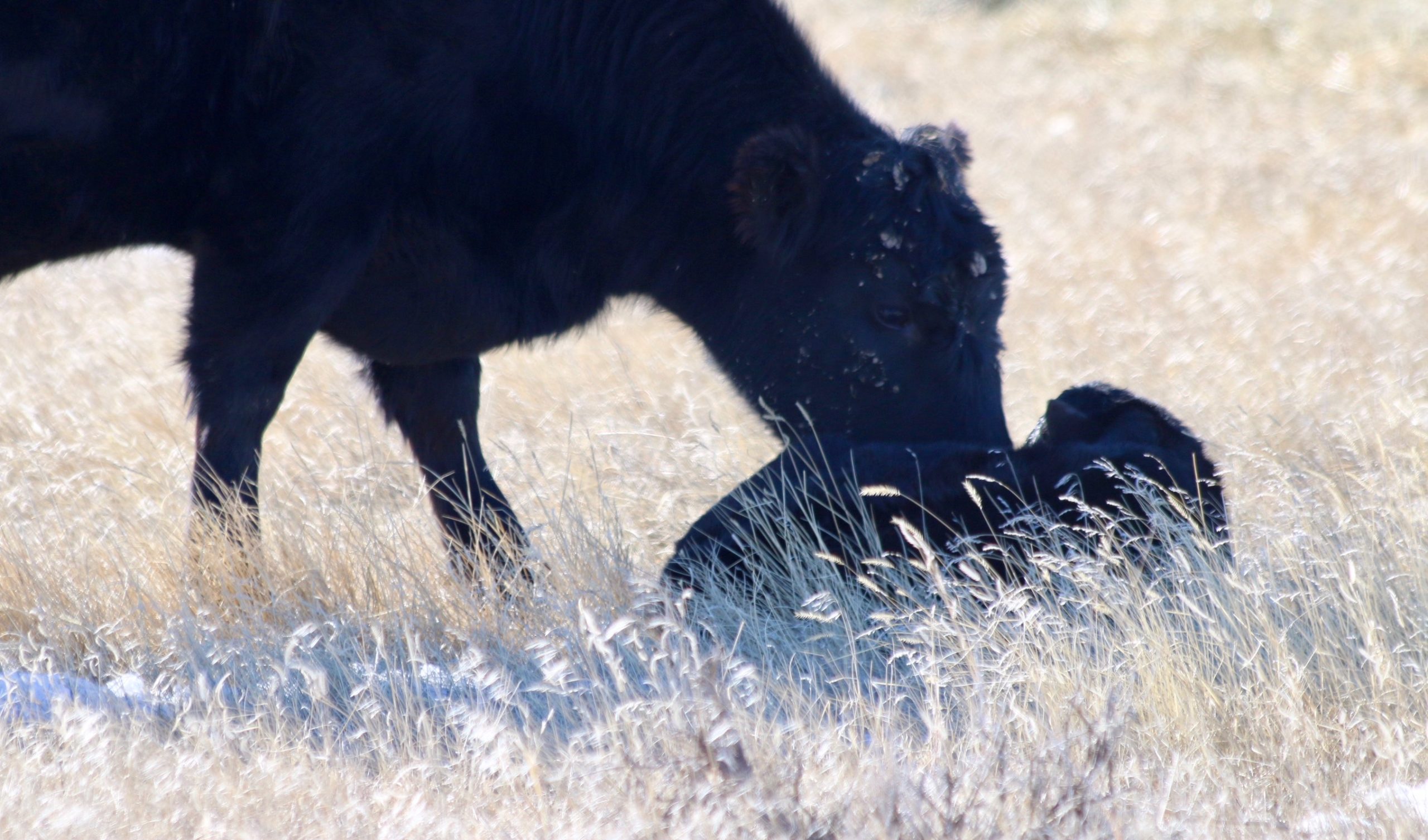 The importance of colostrum | Beef Magazine