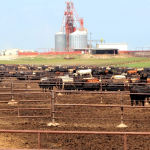 All the thrills and spills of Wagga Pro Rodeo's big return