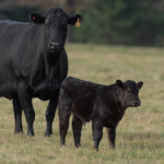 South Dakota cattleman takes reins of NCBA