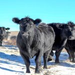 Elanco enhances PenPoint offering for feedyards