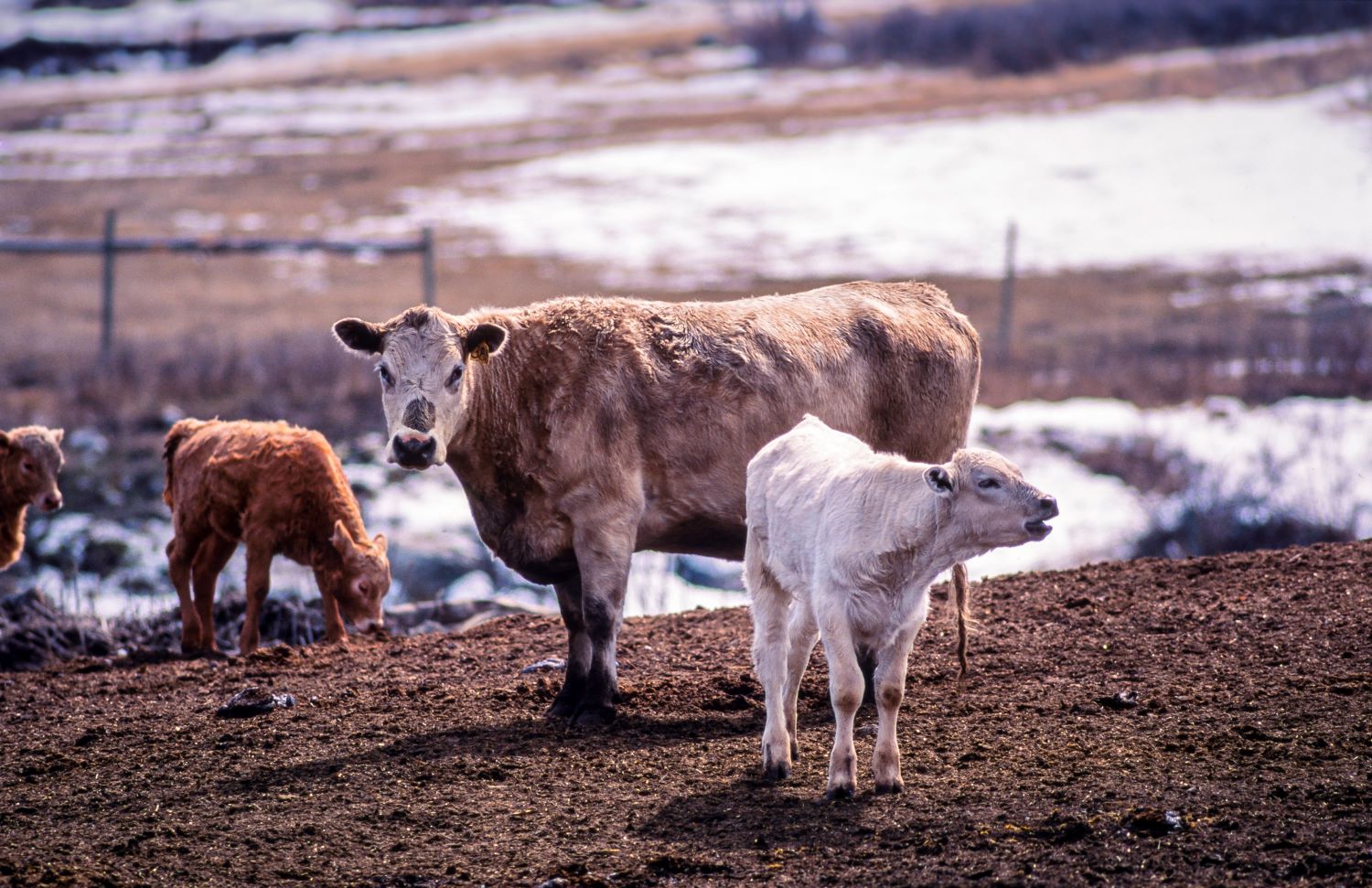 R-CALF USA member featured in documentary