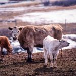 How does extended wheat stocker grazing impact economic returns?