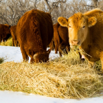 Sustainability, animal welfare top concerns in Merck consumer study