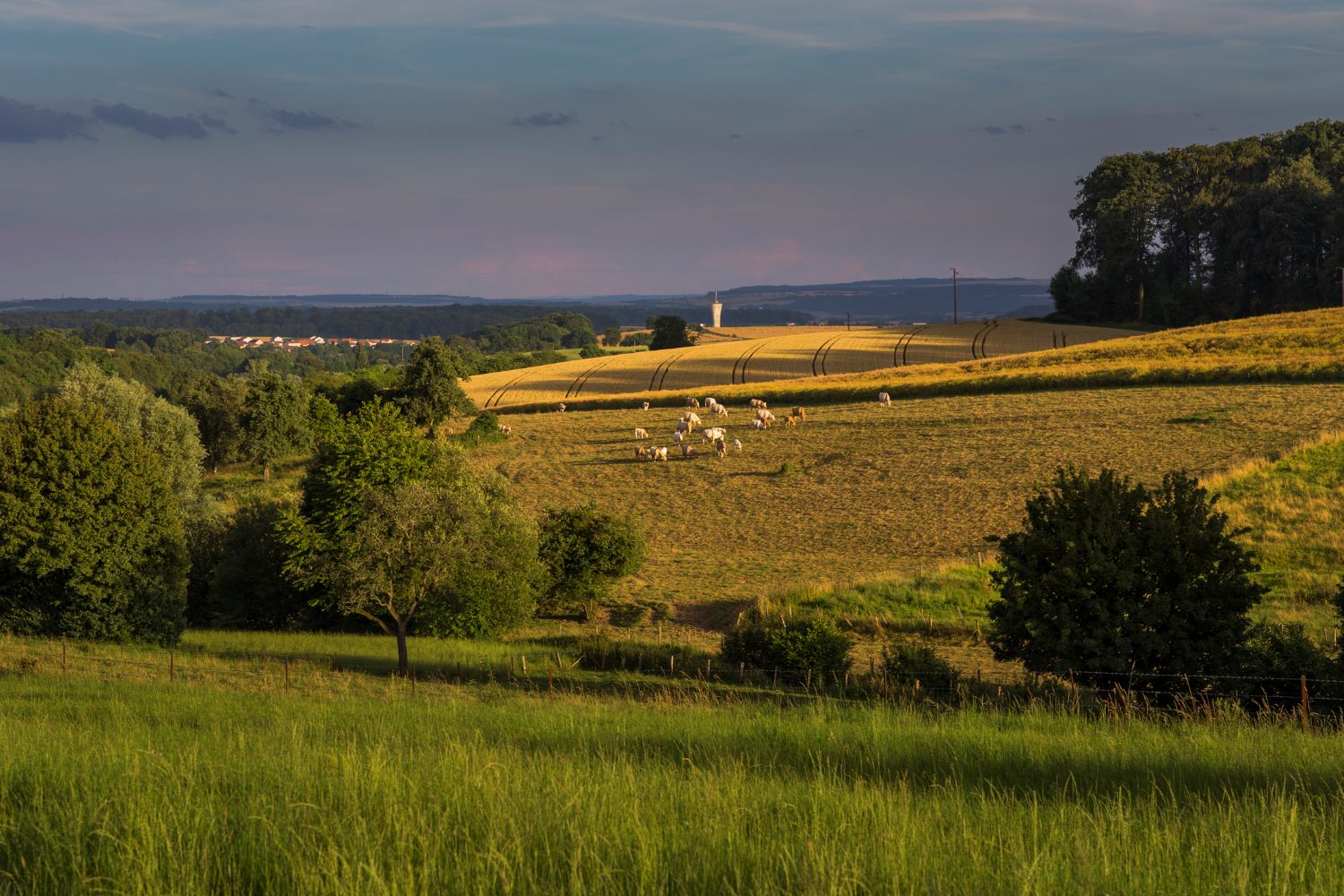 How does extended wheat stocker grazing impact economic returns?