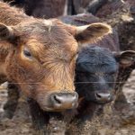 Mud management in the feedlot