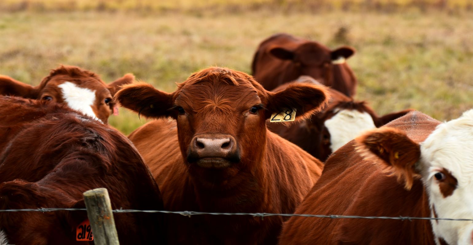 CattleFax: Profits and drought relief are ahead