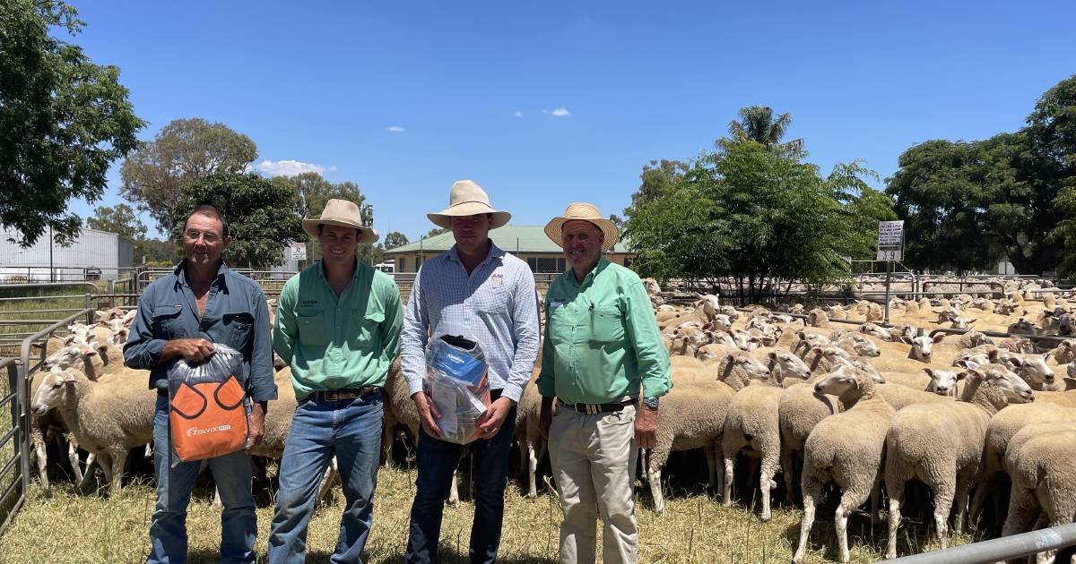 First-cross ewes at Narrandera sell to $355| Photos