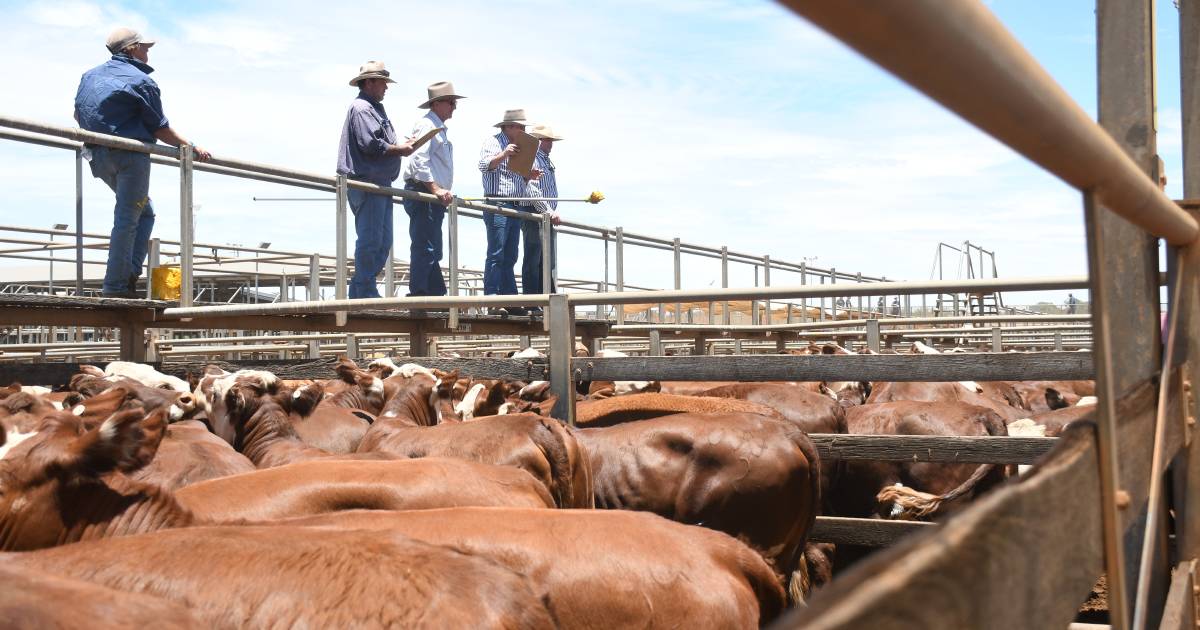 Weaner steers reach 566c at Roma