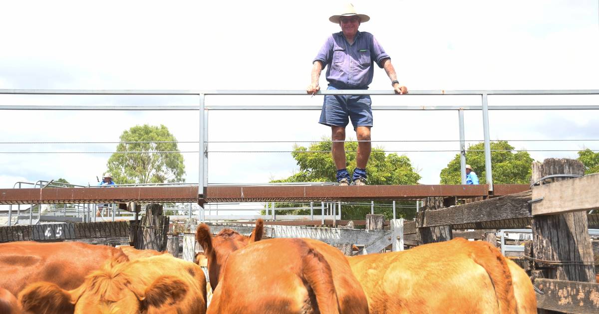 Murgon store sale sees higher numbers and better prices for quality cattle | Queensland Country Life