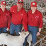 Red Hill Australian White rams bound for Mongolia | The Land