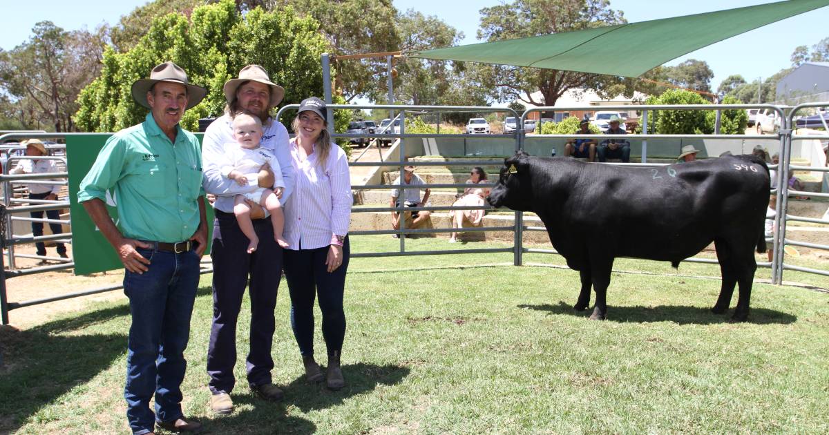 Gingin Sale Complex sells top-priced Ardcairnie Angus bull | Farm Weekly