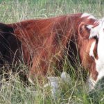 How does extended wheat stocker grazing impact economic returns?