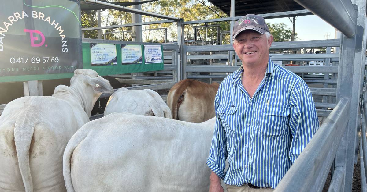 Buyer demand for breeding female cattle at Kempsey