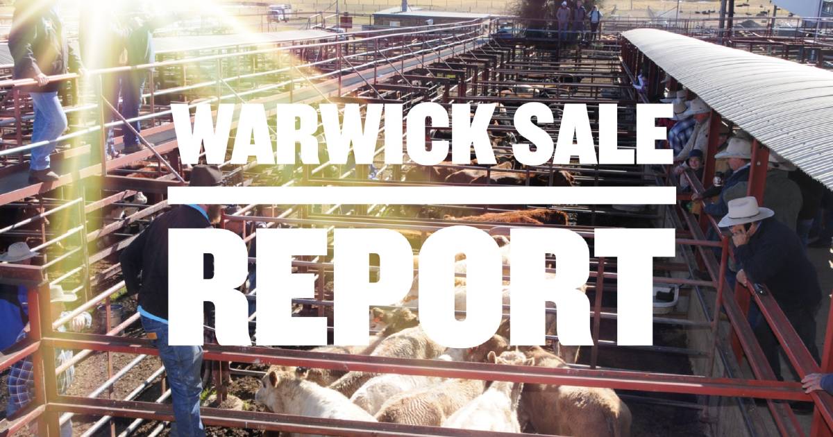 Prices firm for yearling steers and heifers at Warwick