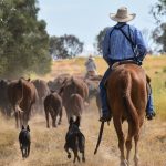 Bomen truck, cattle incident sends man to Wagga Base Hospital