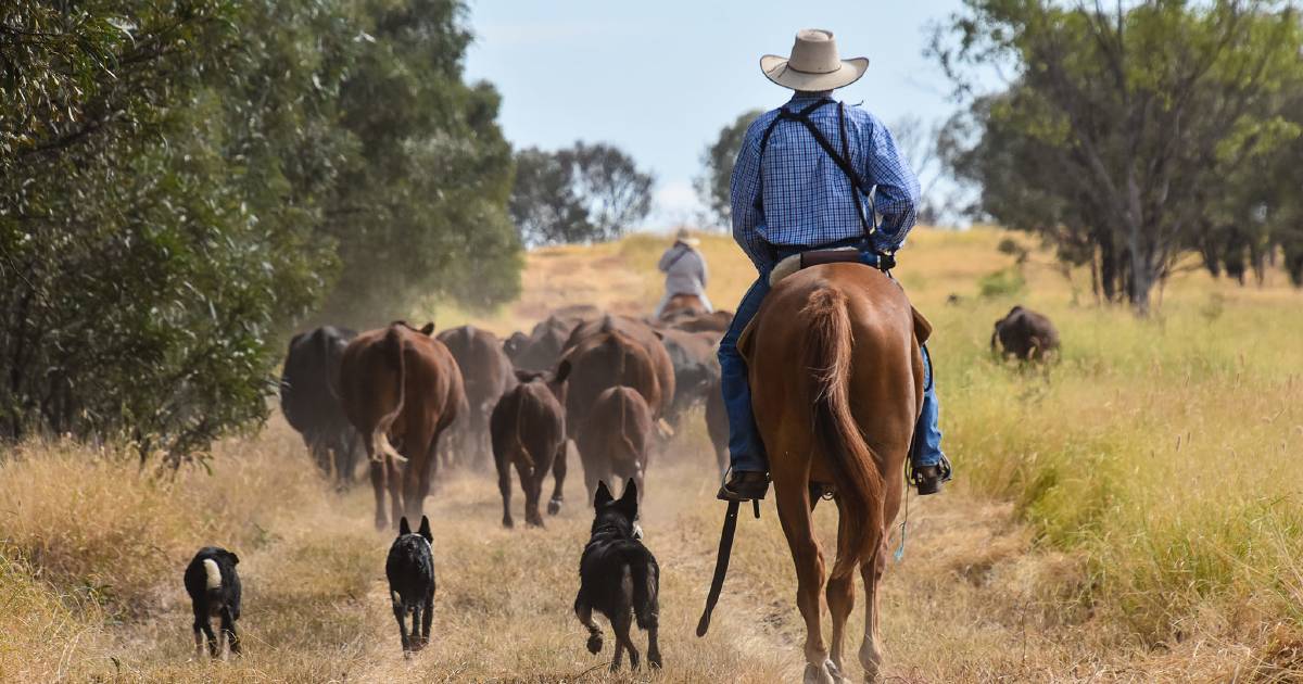 Rolleston beef operation sees benefits in bullock finishing after prolific season