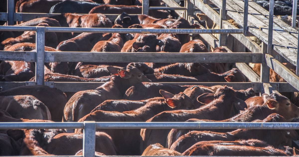 Cows with calves sell to $2575 a unit at Roma sale