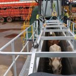 High-quality beef on dairy hinges on sire selection